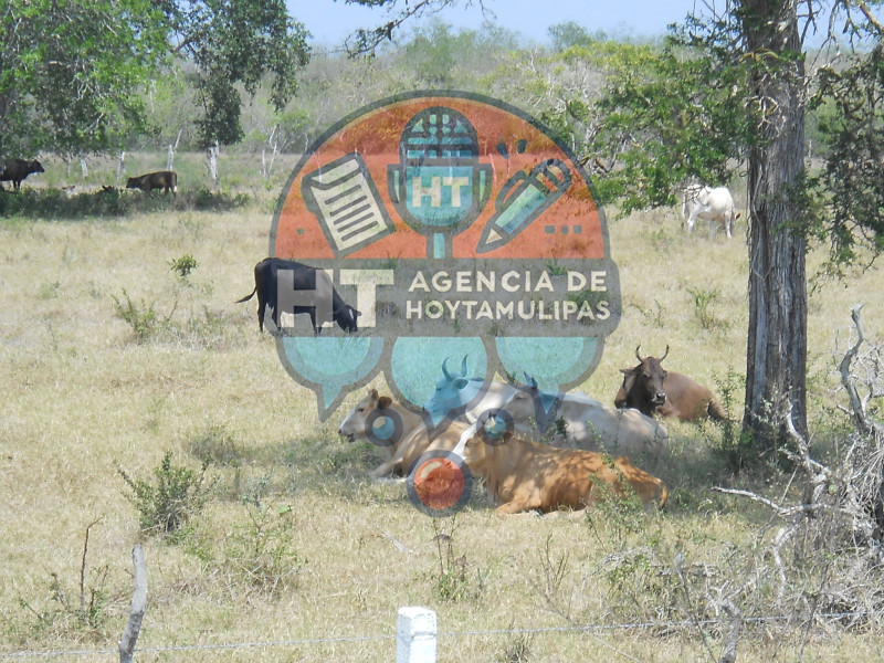 Sequa provoca perddas ganaderas en Altamira